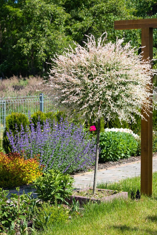 Japanese willow (Salix integra Thunb.)