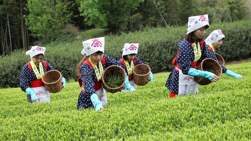 Japanese woman harvesting tea leaves