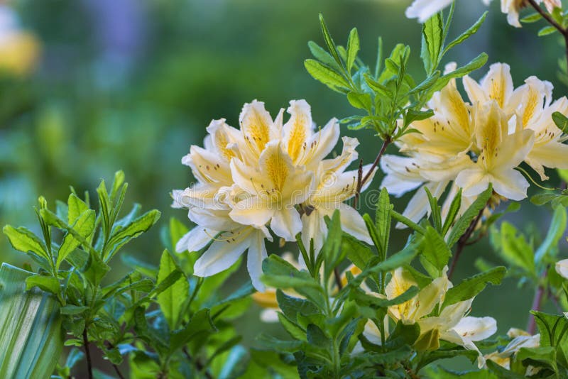 Rhododendron molle japonicum