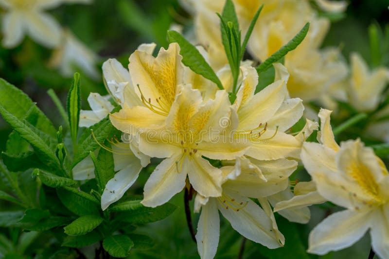 Rhododendron molle japonicum