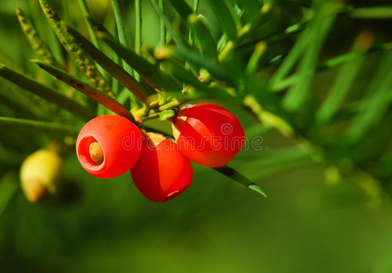 Japanese Yew royalty free stock photos