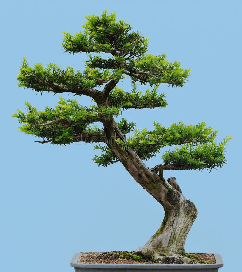 Japanese Yew bonsai stock images