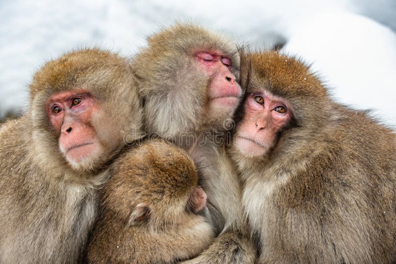 Japanische Makaken Abschluss herauf Gruppenportr?t stockfotografie Japanische Makaken Abschluss herauf Gruppenportr?t stockfotografie
