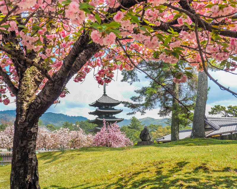 Japanische Pagode mit Kirschblüten lizenzfreie stockfotografie Japanische Pagode mit Kirschblüten lizenzfreie stockfotografie