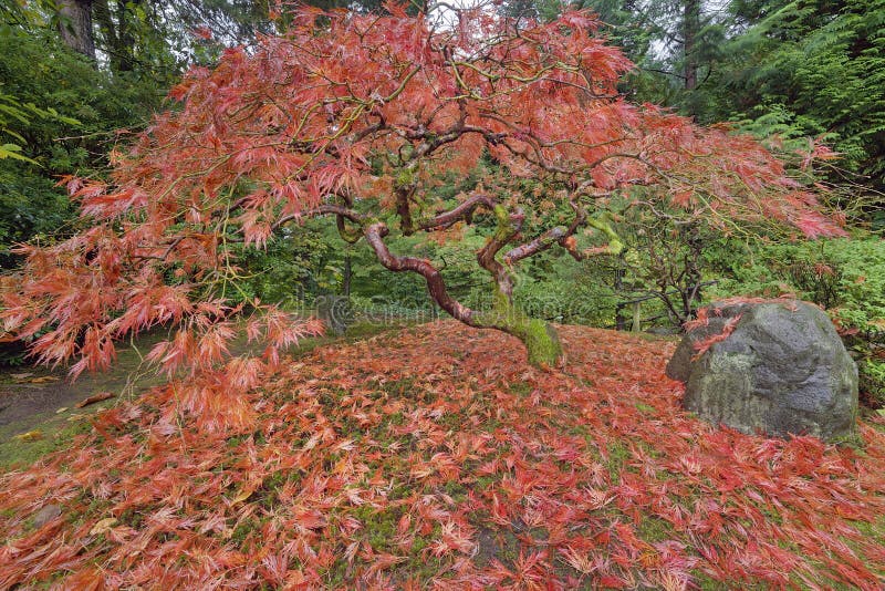 Japanischer Ahornbaum In Japanischem Garten Autumn Season Portlands