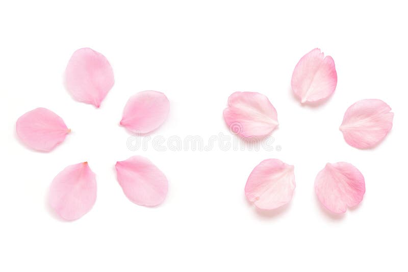 Japanisches rosa Kirschblütenblumenblatt lokalisiert auf weißem Hintergrund