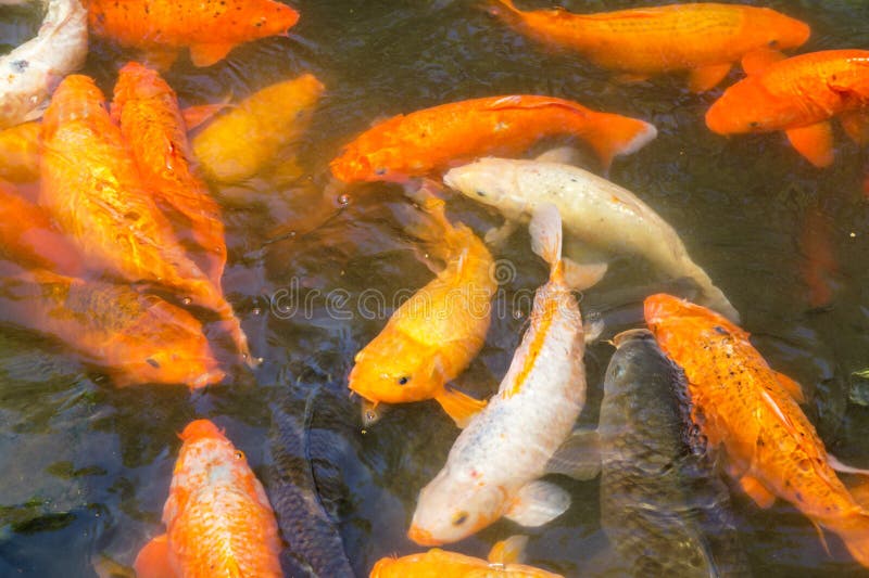Japankoi carp-fisk i en damm i yuyuan-trädgården i shanghai china royaltyfri fotografi