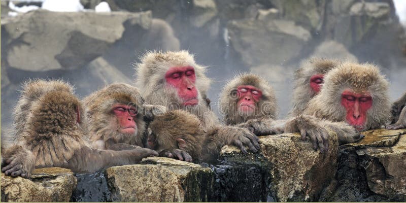 Japanse Makaak, Macaque japonais, fuscata de Macaca photos stock Japanse Makaak, Macaque japonais, fuscata de Macaca photos stock