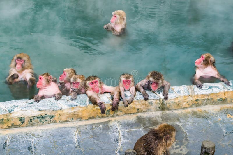 Japanse Sneeuwaap Macaque in de hete lente op-Sen, Hakodate, Japan stock foto Japanse Sneeuwaap Macaque in de hete lente op-Sen, Hakodate, Japan stock foto