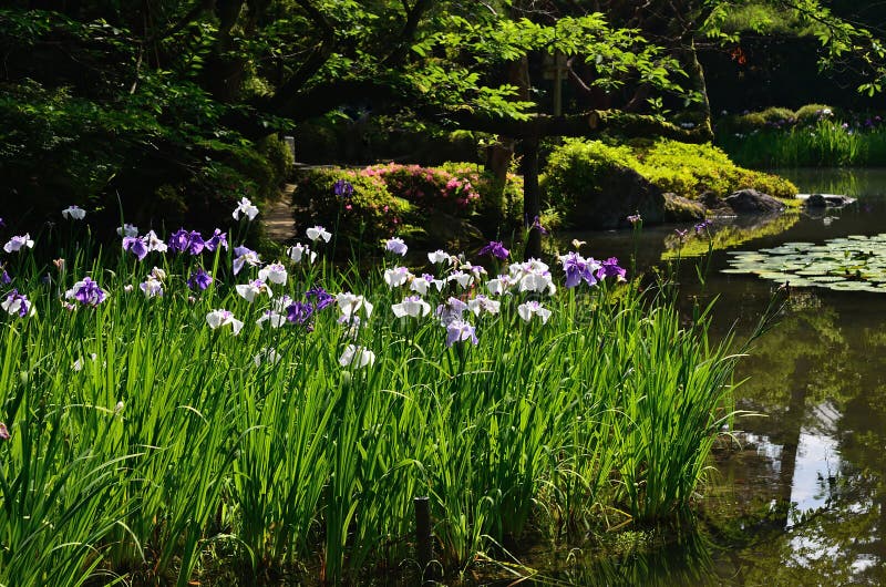 Japanse tuin in de lente, bloeiende iris Kyoto Japan royalty-vrije stock foto's Japanse tuin in de lente, bloeiende iris Kyoto Japan royalty-vrije stock foto's