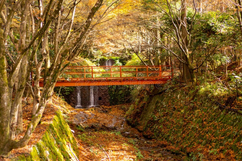 Japanse tuin in het herfstseizoen, versierd met een oranje houten brug door de kleine waterval onder kleurrijke bladeren van appe royalty-vrije stock fotografie Japanse tuin in het herfstseizoen, versierd met een oranje houten brug door de kleine waterval onder kleurrijke bladeren van appe royalty-vrije stock fotografie