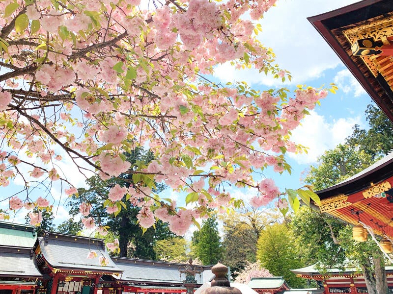 Japanshiogama Schrein und Kirschblütenfrühling