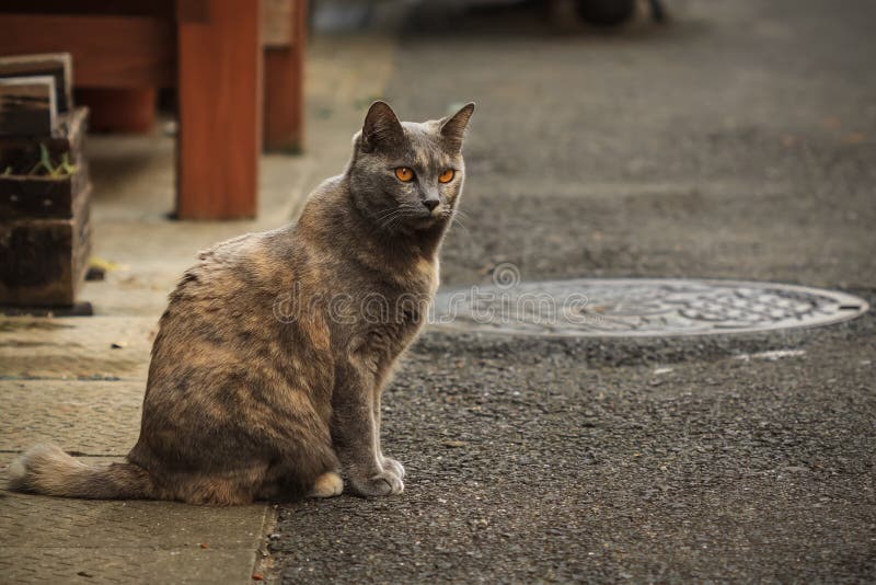 Japansk gatakatt arkivfoton Japansk gatakatt arkivfoton