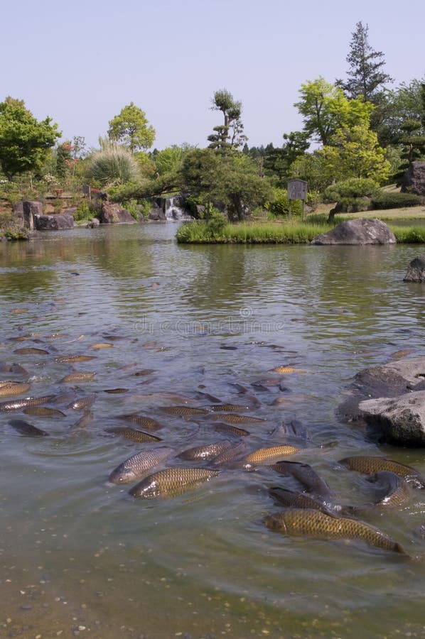 japanska carps arkivbilder japanska carps arkivbilder