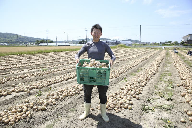 Japanska män skördar lök arkivbilder
