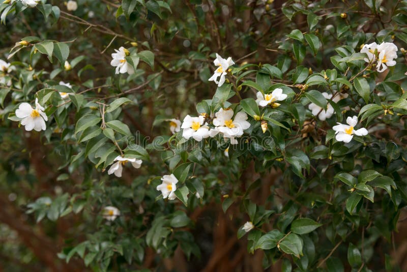 Japonica blanco de la camelia-camelia imagen de archivo libre de regalías Japonica blanco de la camelia-camelia imagen de archivo libre de regalías