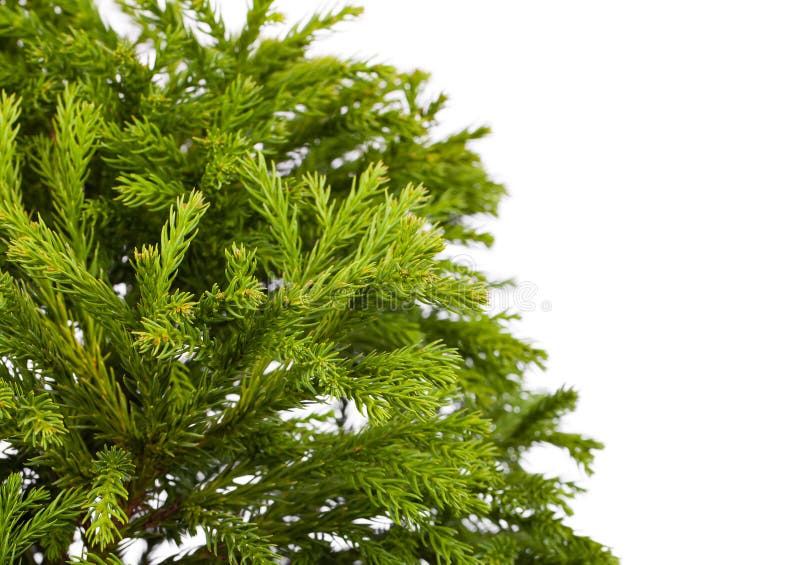 Japonica Globosa Nana Cryptomeria στοκ φωτογραφία με δικαίωμα ελεύθερης χρήσης Japonica Globosa Nana Cryptomeria στοκ φωτογραφία με δικαίωμα ελεύθερης χρήσης