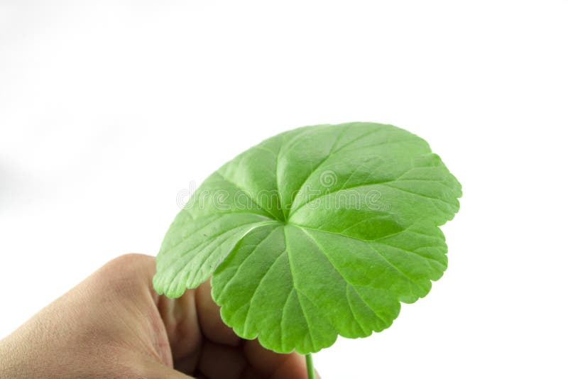 Japonicum Eutrema στο άσπρο υπόβαθρο στοκ φωτογραφίες με δικαίωμα ελεύθερης χρήσης Japonicum Eutrema στο άσπρο υπόβαθρο στοκ φωτογραφίες με δικαίωμα ελεύθερης χρήσης