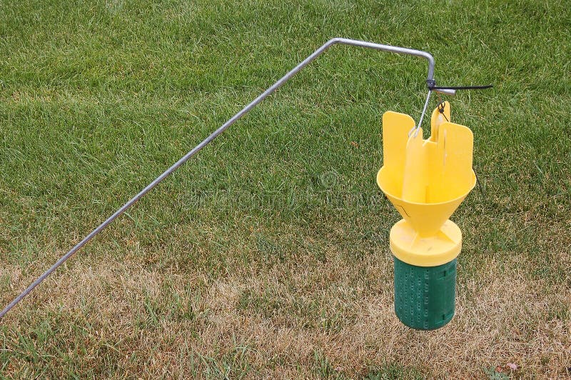 Japanischer Käfer Falle stockbild