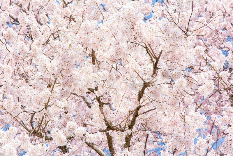 Japão Quioto Sakura Flor de Cerejeira Detalhe fotos de stock royalty free