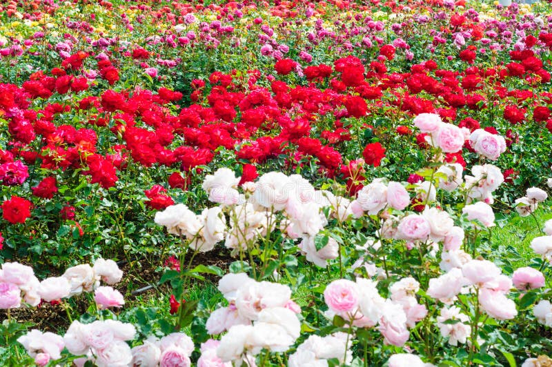 Jardín de rosas imagen de archivo. Imagen de asia, naturalness - 41106591