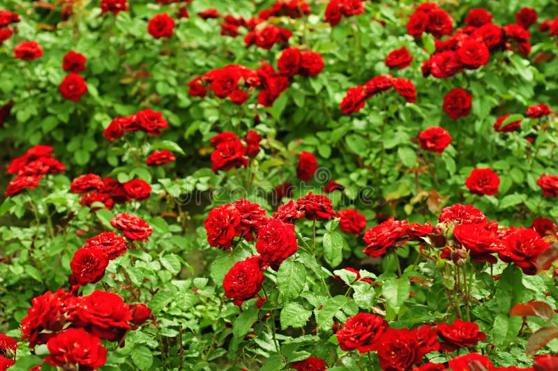 Jardín de rosas rojas foto de archivo. Imagen de rosa - 36447010