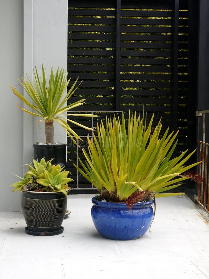 Jard?n modernista: plantas potted subtropicales foto de archivo libre de regalías Jard?n modernista: plantas potted subtropicales foto de archivo libre de regalías