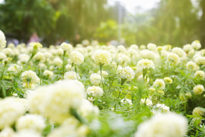 Jardim Branco Do Cravo-de-defunto No Nascer Do Sol Imagem de Stock - Imagem  de outono, flor: 134357331