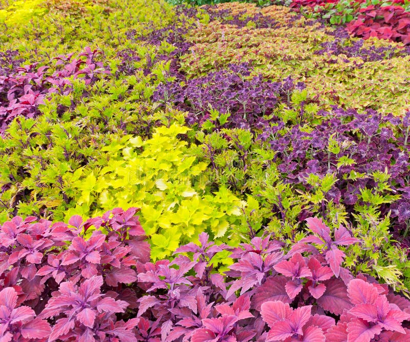 Jardim colorido fotos de stock