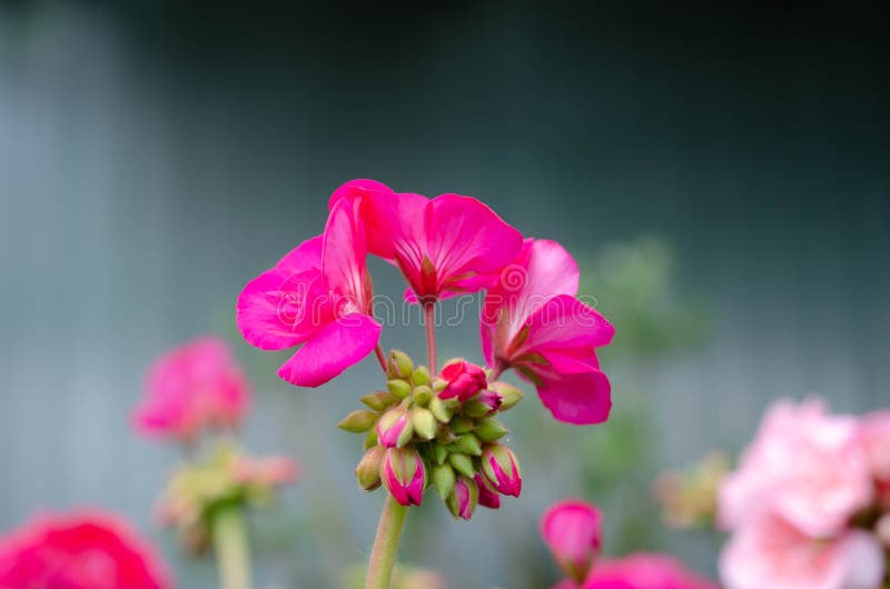 Jardim cor-de-rosa bonito das flores na primavera imagem de stock Jardim cor-de-rosa bonito das flores na primavera imagem de stock