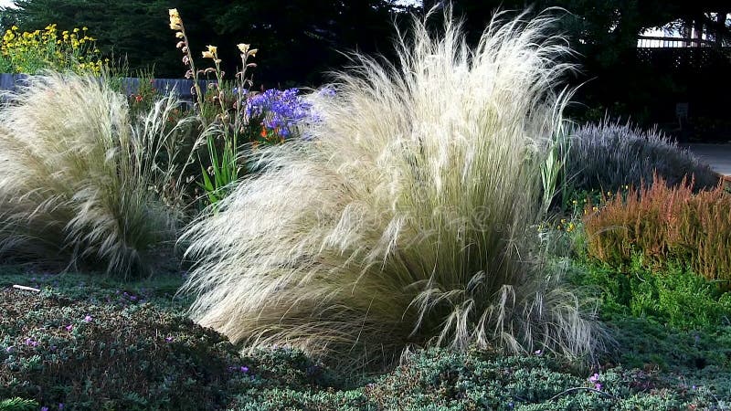 Jardim das plantas e das flores que balançam na brisa