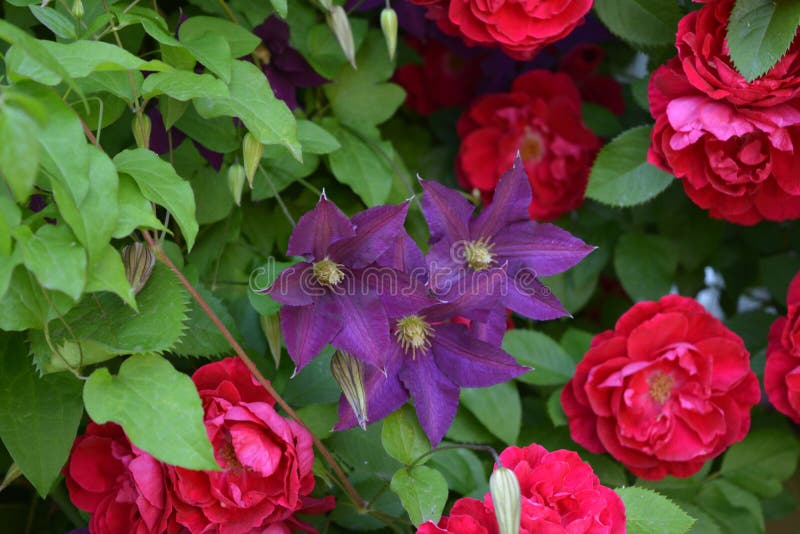 Jardim de florescência no verão - clematite roxa e flores cor-de-rosa vermelhas fotografia de stock Jardim de florescência no verão - clematite roxa e flores cor-de-rosa vermelhas fotografia de stock