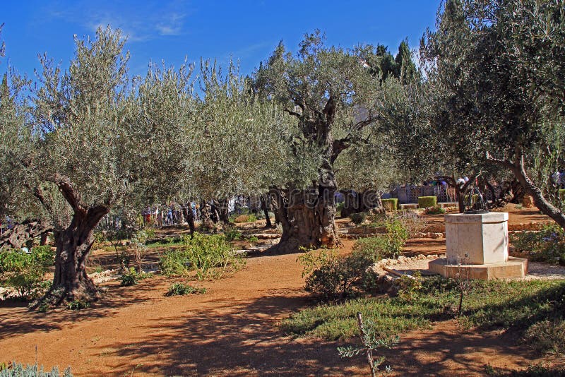 Jardim de Gethsemane em Israel fotos de stock Jardim de Gethsemane em Israel fotos de stock