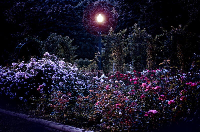 Jardim de rosas na noite imagem de stock. Imagem de escuro 45213227