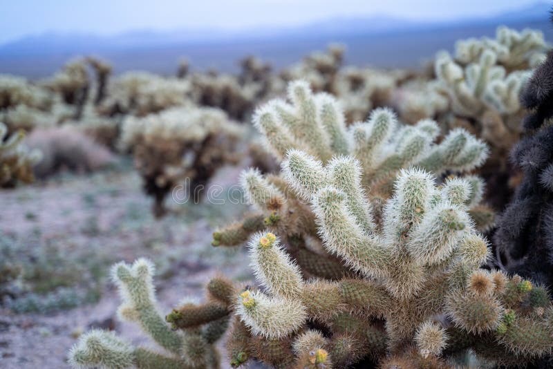 Jardim do cacto de Cholla em Joshua Tree National Park durante um por do sol da mola O cacto de Cholla tem flores pequenas da flo imagem de stock Jardim do cacto de Cholla em Joshua Tree National Park durante um por do sol da mola O cacto de Cholla tem flores pequenas da flo imagem de stock