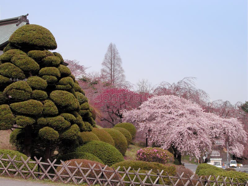 Jardim do japonês da mola fotografia de stock Jardim do japonês da mola fotografia de stock