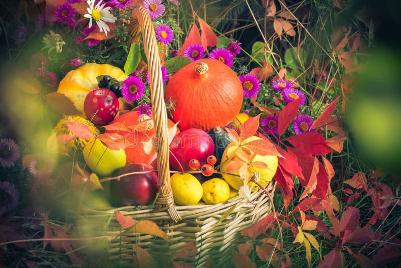 Cesto de fruta fotografia de stock royalty free