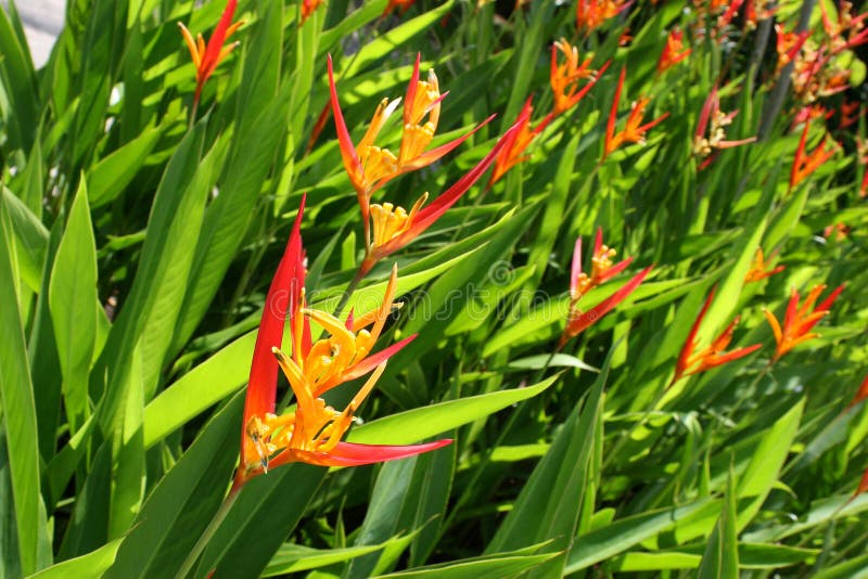heliconia psittacorum viridi download free heliconia psittacorum viridi download free