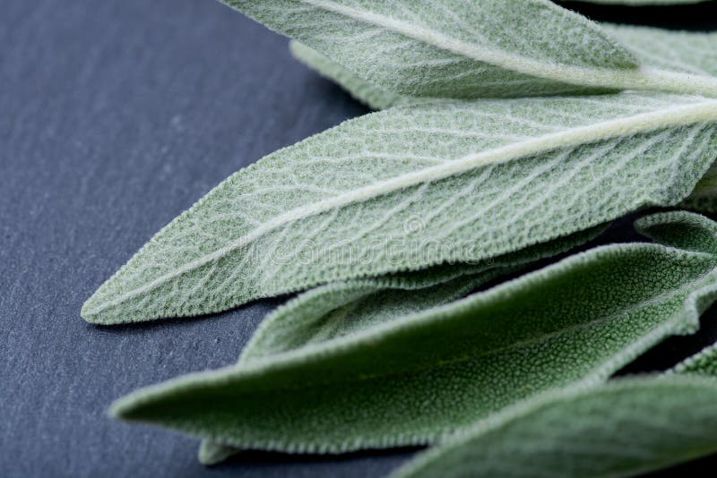 Jardim orgânico fresco ou folhas comuns dos officinalis de Sage Salvia na pedra natural Família de hortelã do Lamiaceae imagem de stock Jardim orgânico fresco ou folhas comuns dos officinalis de Sage Salvia na pedra natural Família de hortelã do Lamiaceae imagem de stock