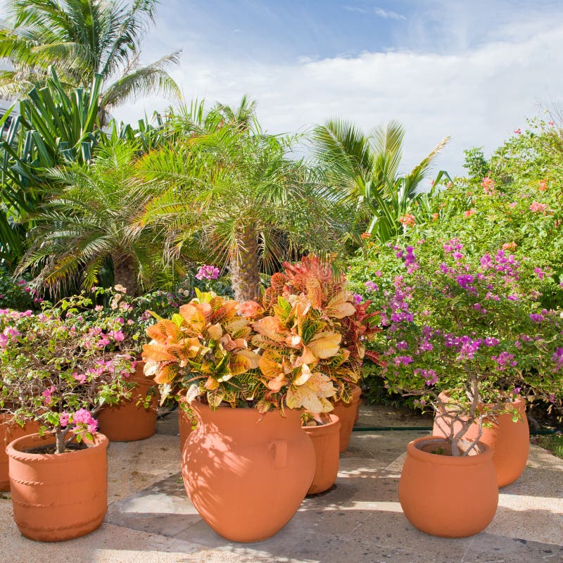 Jardim tropical bonito com flores e plantas fotografia de stock royalty free