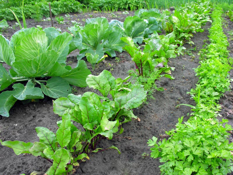 Various vegetables in the vegetable garden. Various vegetables in the vegetable garden