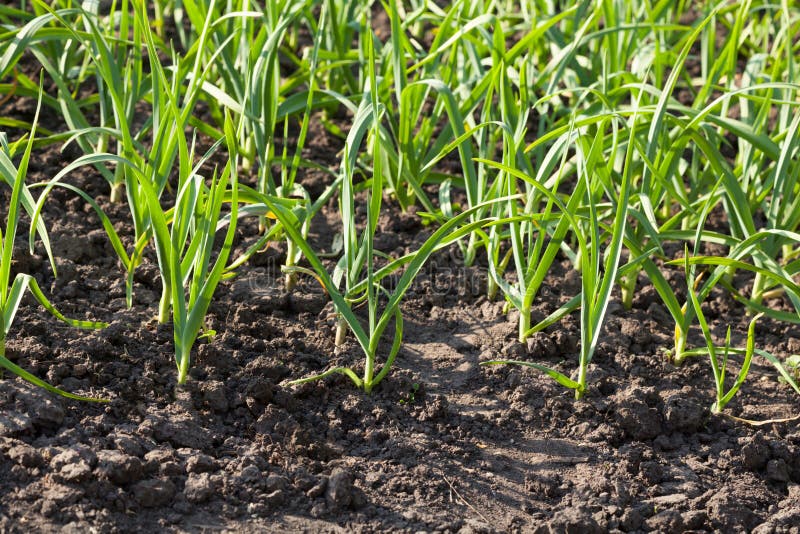 Horta de vegetais na primavera fotografia de stock