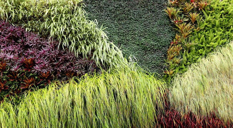 Vertical Garden with various tropical plants growing in a pattern. Vertical Garden with various tropical plants growing in a pattern