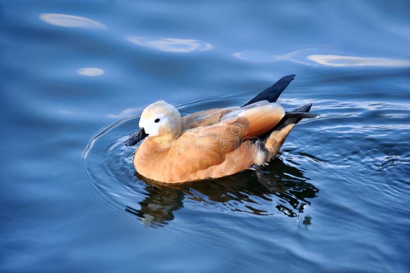 Jardim zoológico nadador bonito de Ruddy Shelduck - de Moscou fotografia de stock royalty free Jardim zoológico nadador bonito de Ruddy Shelduck - de Moscou fotografia de stock royalty free