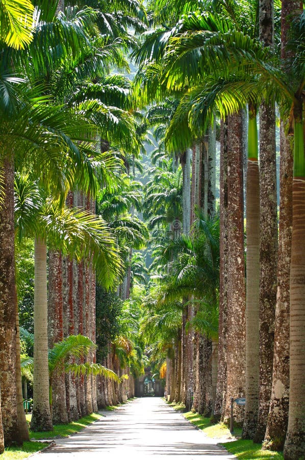 Jardin Botanique. Rio De Janeiro Photo stock éditorial Image du