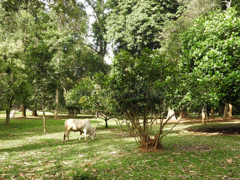 Jardin botanique royal à Kandy, Sri Lanka, flore verte un jour ensoleillé clair images stock Jardin botanique royal à Kandy, Sri Lanka, flore verte un jour ensoleillé clair images stock