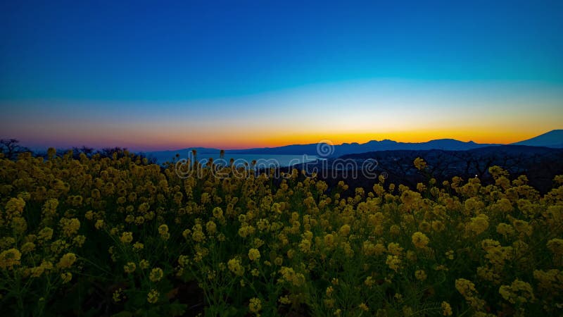 Jardin d'agr?ment de Canola de laps de temps de coucher du soleil au parc d'Azumayama dans l'inclinaison tir?e large de Shounan K