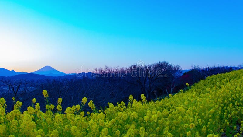 Jardin d'agr?ment de Canola de laps de temps de coucher du soleil au parc d'Azumayama dans l'inclinaison tir?e large de Shounan K