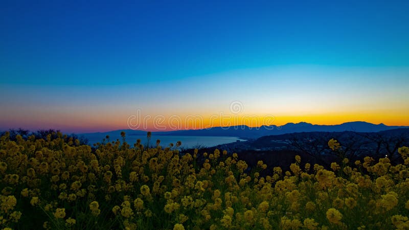 Jardin d'agr?ment de Canola de laps de temps de coucher du soleil au parc d'Azumayama dans le bourdonnement tir? large de Shounan