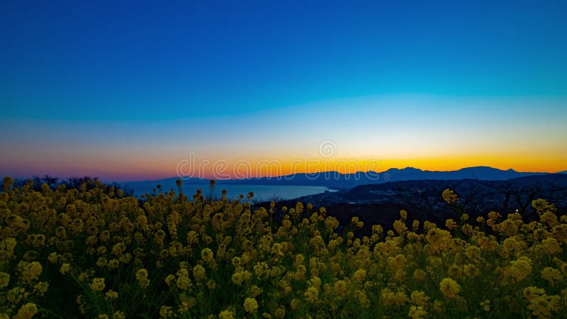 Jardin d'agr?ment de Canola de laps de temps de coucher du soleil au parc d'Azumayama dans le bourdonnement tir? large de Shounan